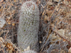 Mammillaria phitauiana