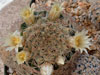 Mammillaria picta