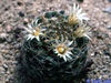 Mammillaria picta