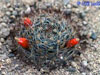 Mammillaria picta