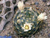 Mammillaria pilispina