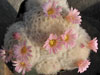 Mammillaria plumosa