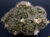 Mammillaria plumosa