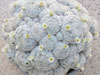 Mammillaria plumosa