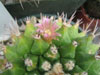 Mammillaria polyedra