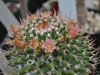 Mammillaria polyedra