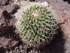 Mammillaria polythele