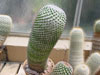 Mammillaria polythele