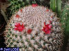 Mammillaria polythele