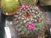 Mammillaria polythele