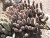 Mammillaria pottsii