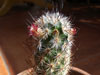 Mammillaria pottsii