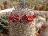 Mammillaria pottsii