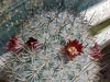 Mammillaria pottsii