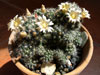 Mammillaria prolifera