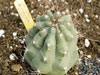 Matucana pujupatii