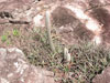 Micranthocereus purpureus