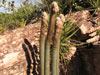 Micranthocereus purpureus