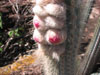 Micranthocereus purpureus