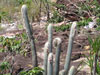 Micranthocereus purpureus