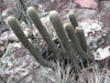 Micranthocereus purpureus