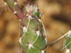 Micropuntia pygmaea