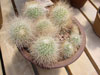 Mammillaria rekoi