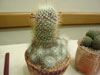 Mammillaria rekoi