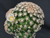 Mammillaria roemeri