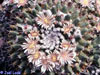 Mammillaria roseoalba