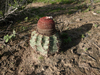 Melocactus salvadorensis