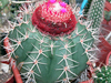 Melocactus salvadorensis