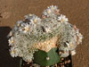 Mammillaria sanchez-mejoradae