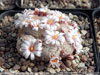 Mammillaria sanchez-mejoradae