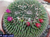 Mammillaria sartorii