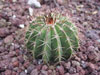 Melocactus schatzlii