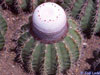 Melocactus schatzlii