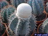 Melocactus schatzlii