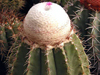 Melocactus schatzlii