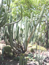 Myrtillocactus schenckii