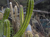 Myrtillocactus schenckii