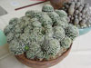 Mammillaria schiedeana