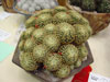 Mammillaria schiedeana