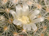 Mammillaria schiedeana