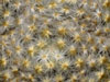 Mammillaria schiedeana