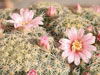 Mammillaria schiedeana