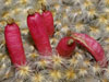 Mammillaria schiedeana