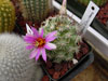 Mammillaria schumannii