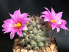 Mammillaria schumannii