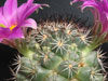 Mammillaria schumannii